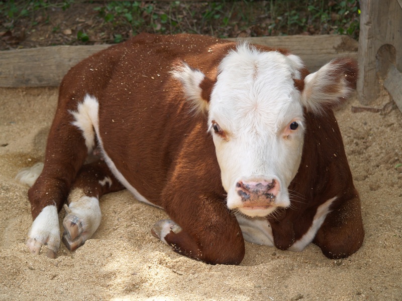 heifer calf